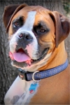 Photo of Maverick