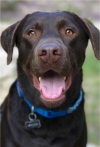 Photo of Brodie
