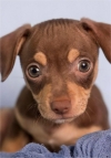 Photo of Harley Davisson