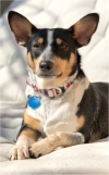 Photo of Moose