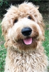 Photo of Murphy