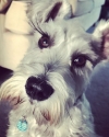 Photo of Gunner