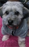 Photo of Milo