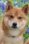 Photo of Tatsu