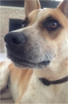 Photo of Diesel
